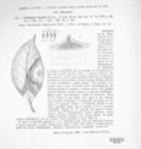 Pestalotiopsis guepinii image
